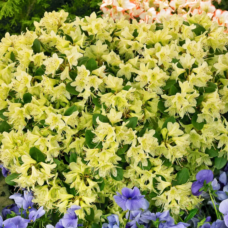 247plants3935996