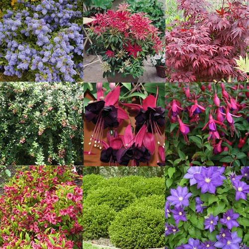 247plants3952447