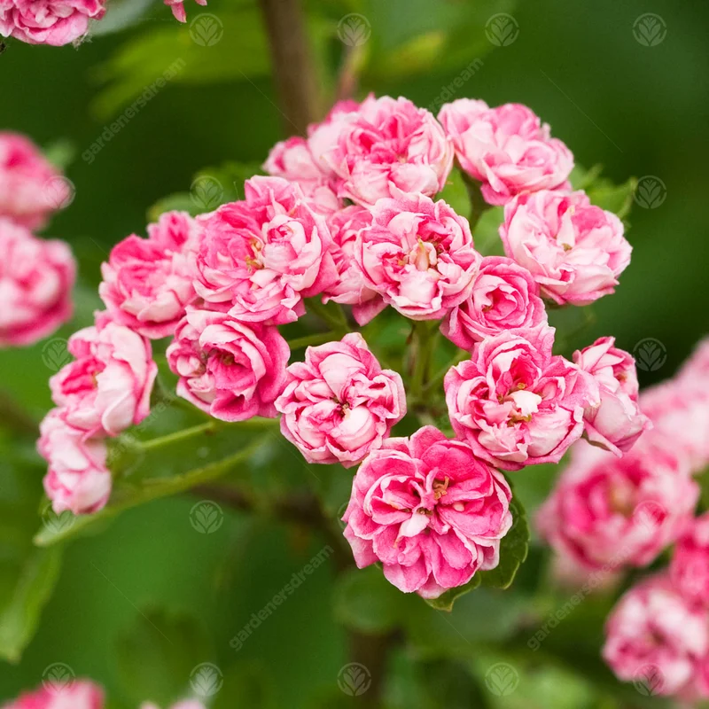 247plants3971885