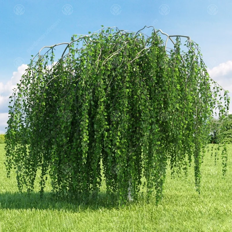 247plants3972622