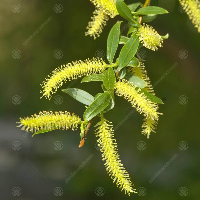 247plants3976158