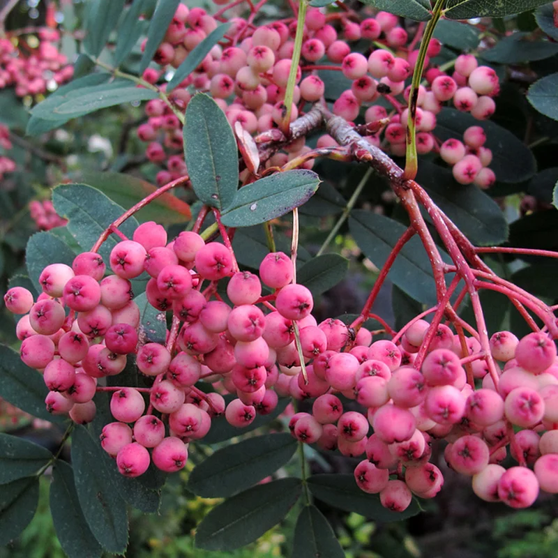 247plants3978188