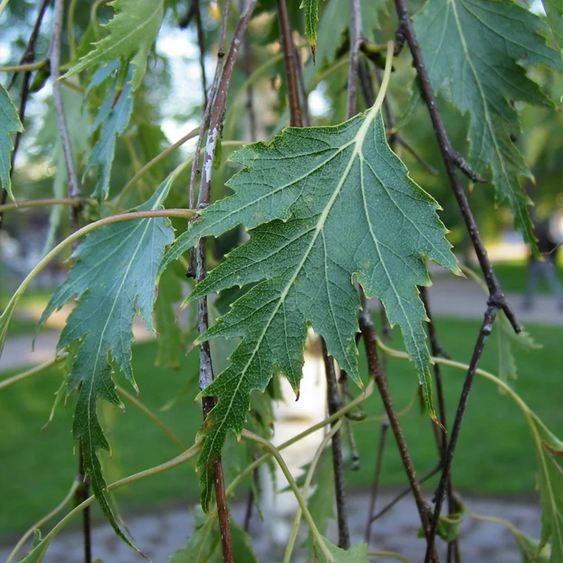 247plants3981201