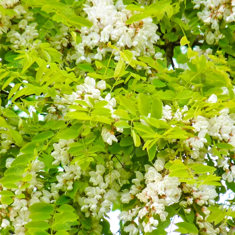 247plants3991048