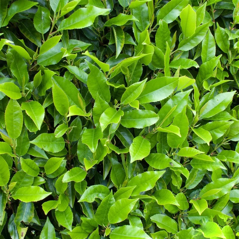 247plants3994153