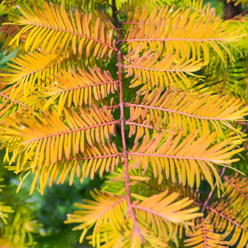 247plants4005573