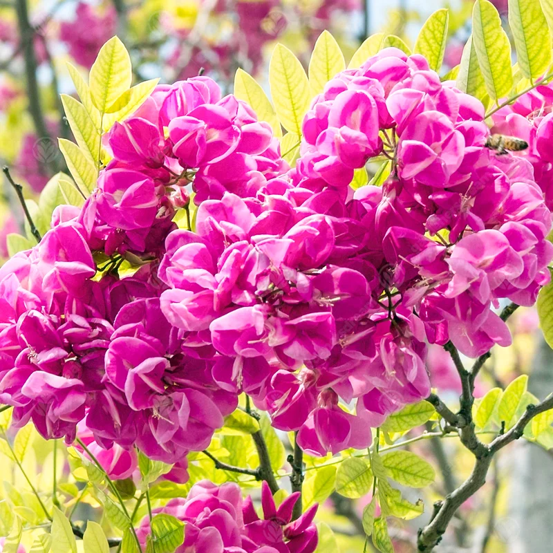 247plants4009167
