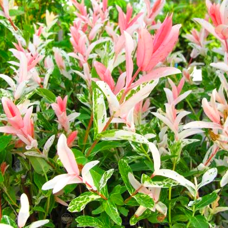 247plants4010234