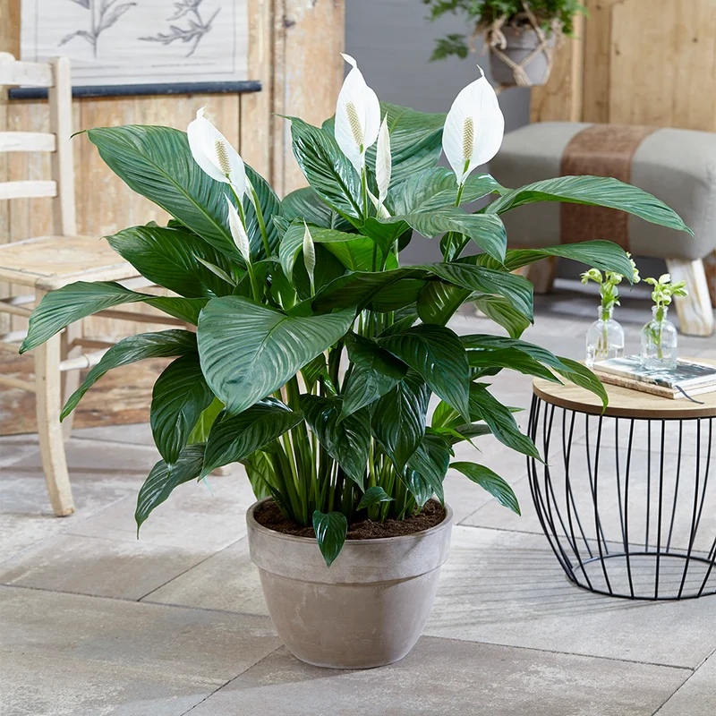 247plants4016712