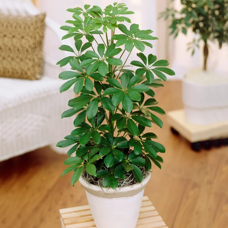 247plants4017411