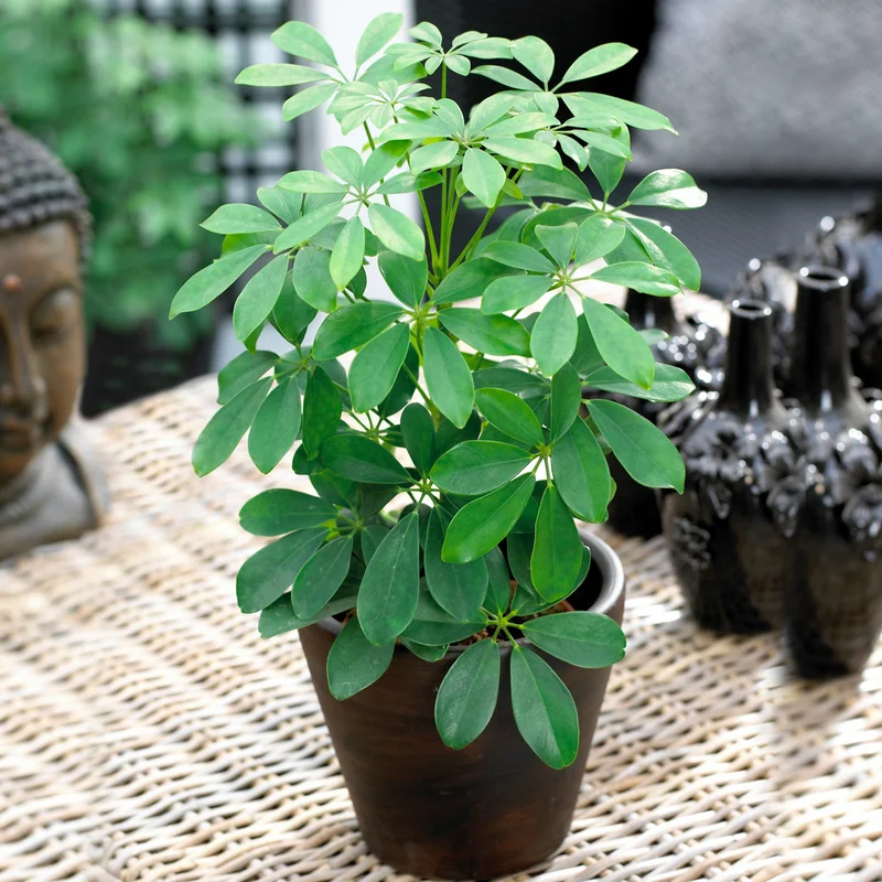 247plants4017450