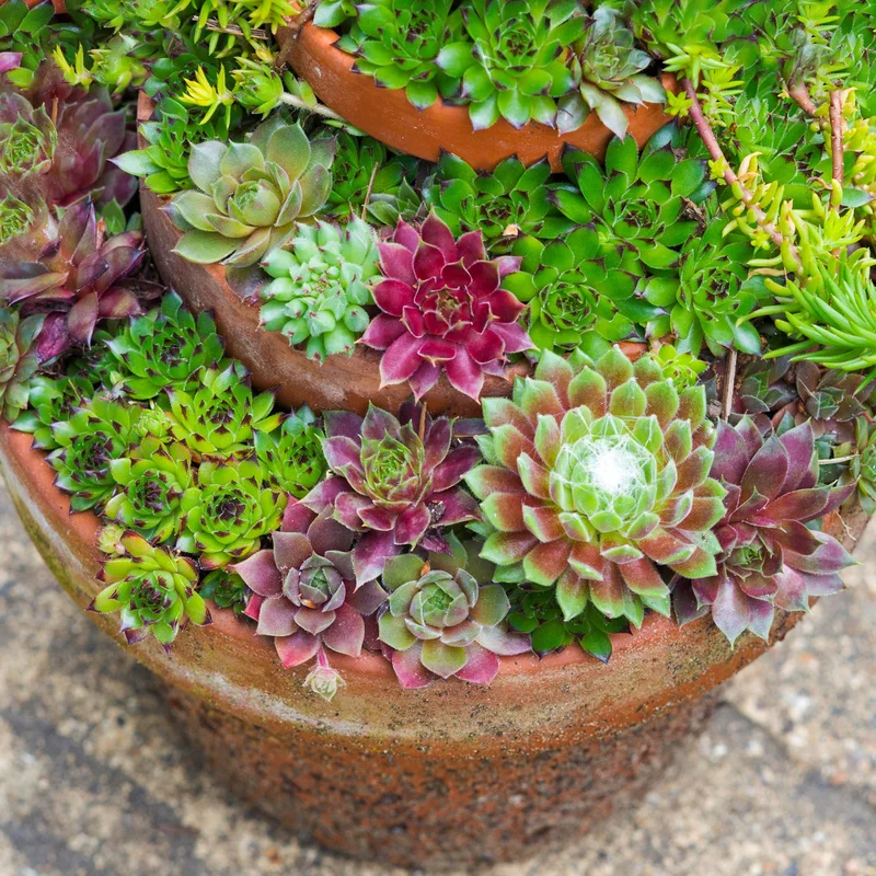 247plants4017523