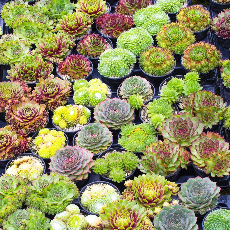 247plants4017777