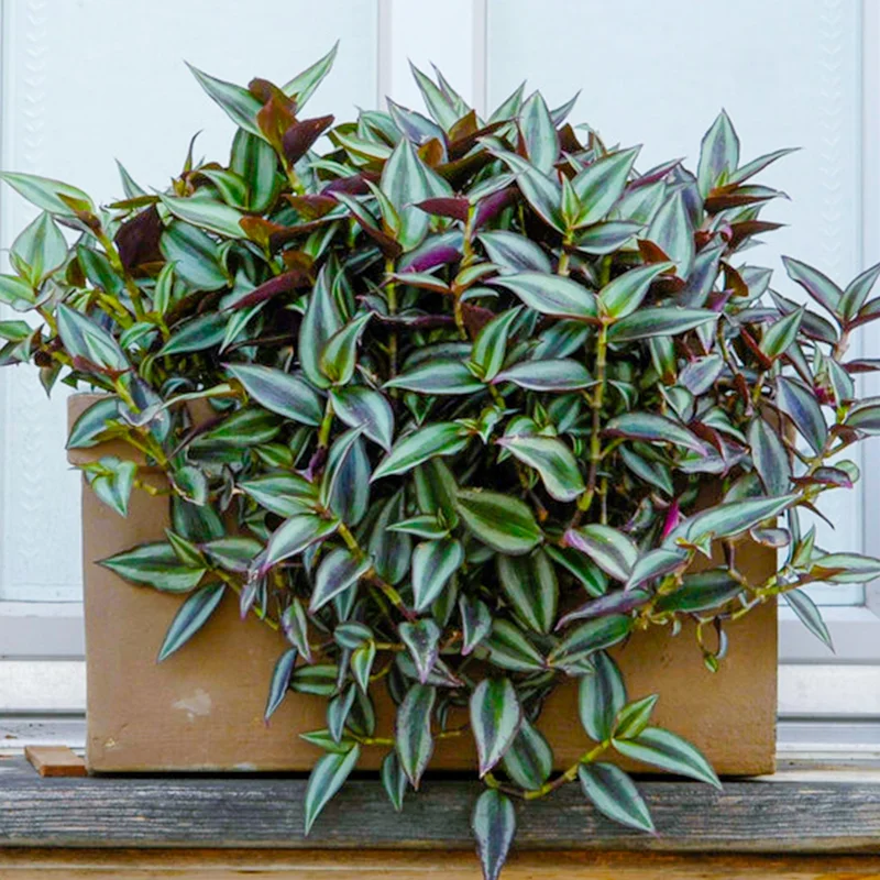 247plants4018046