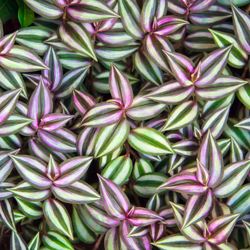 247plants4018102