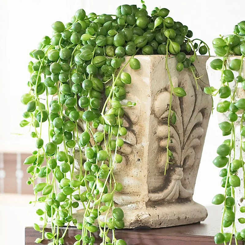 247plants4018244
