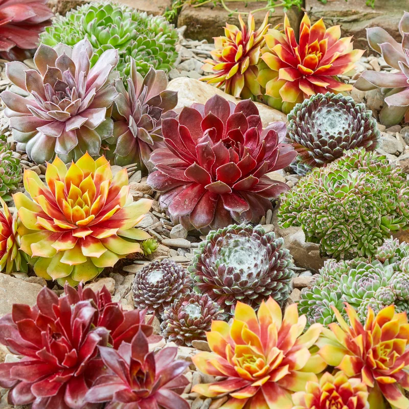 247plants4018447