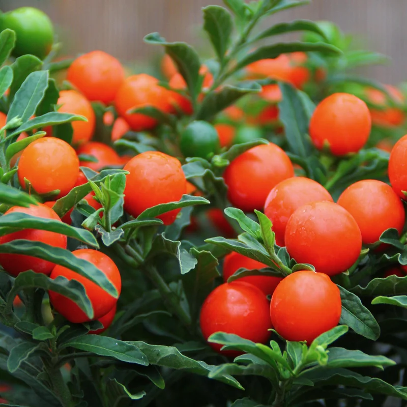 247plants4018477