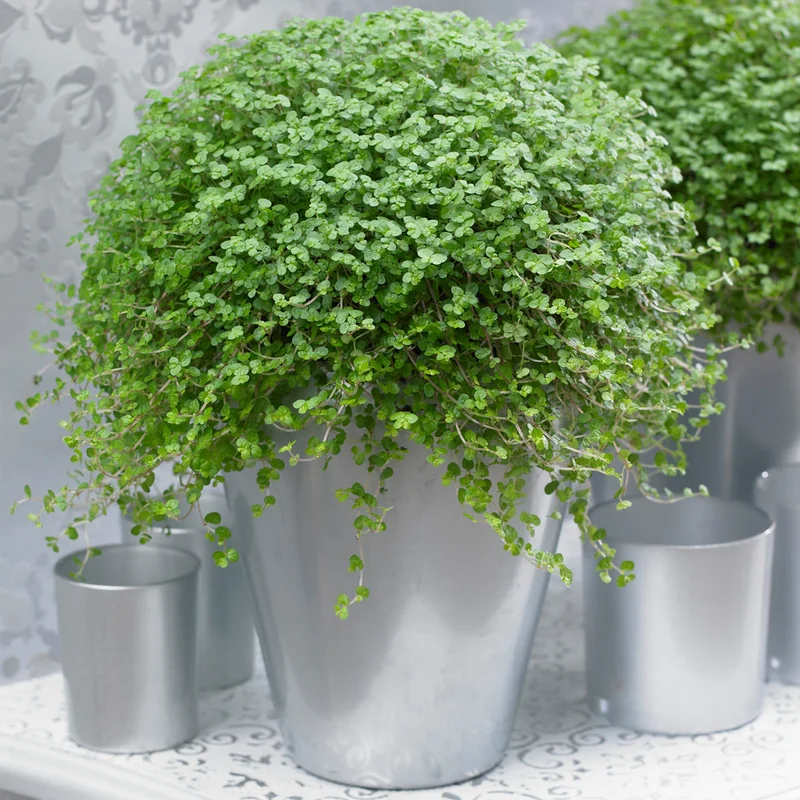 247plants4018508