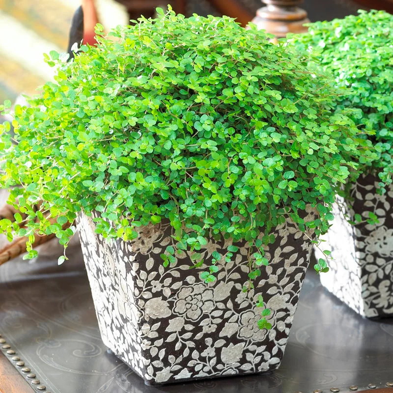 247plants4018560