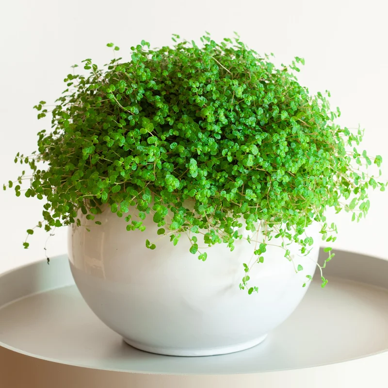 247plants4018595
