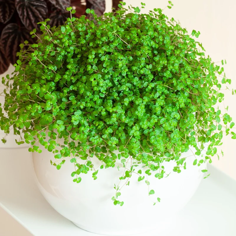 247plants4018655