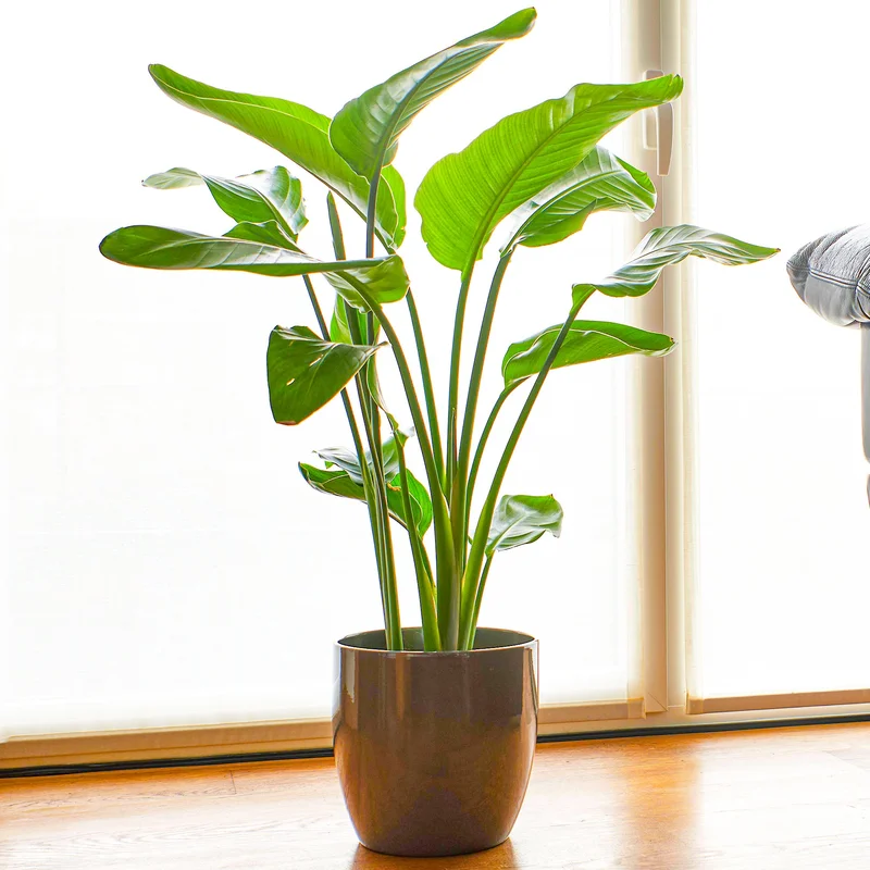 247plants4018759