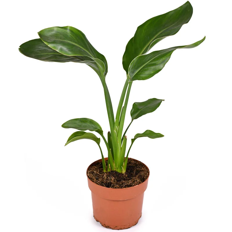 247plants4018782