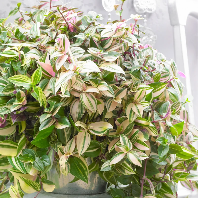247plants4018839