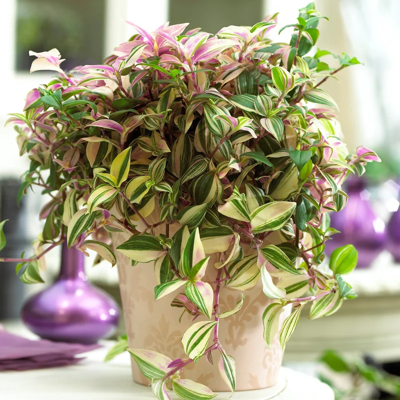 247plants4018943