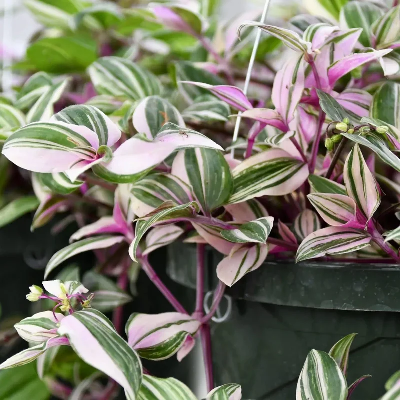 247plants4018985
