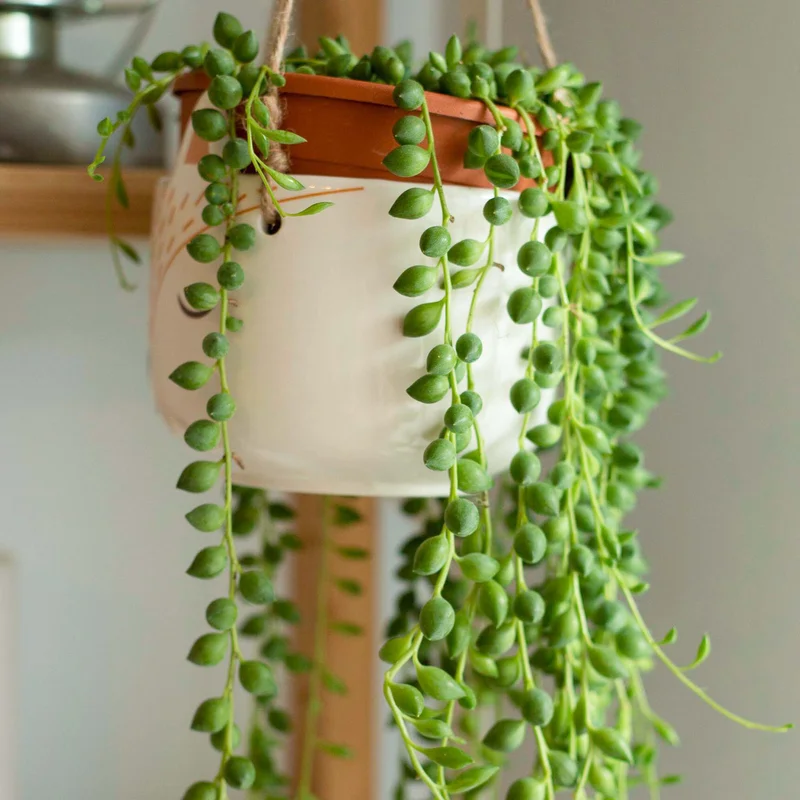 247plants4019018