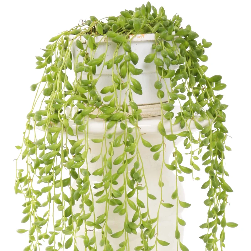 247plants4019046