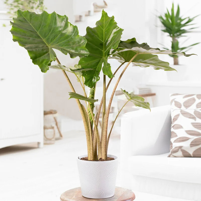 247plants4019127