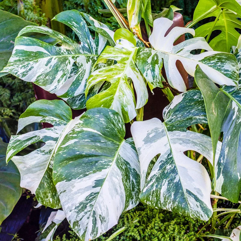247plants4019197