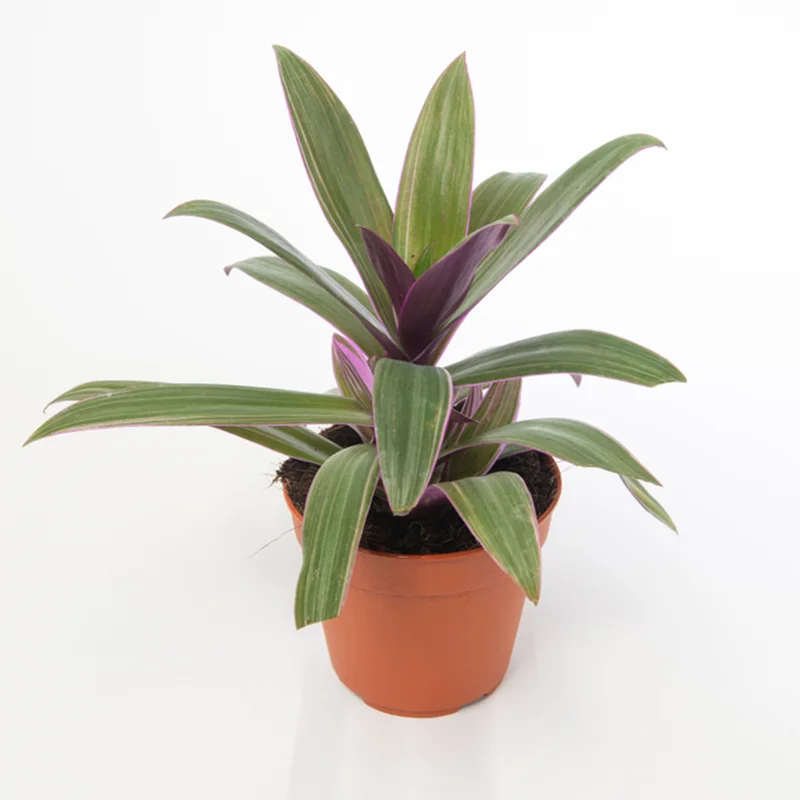 247plants4019639