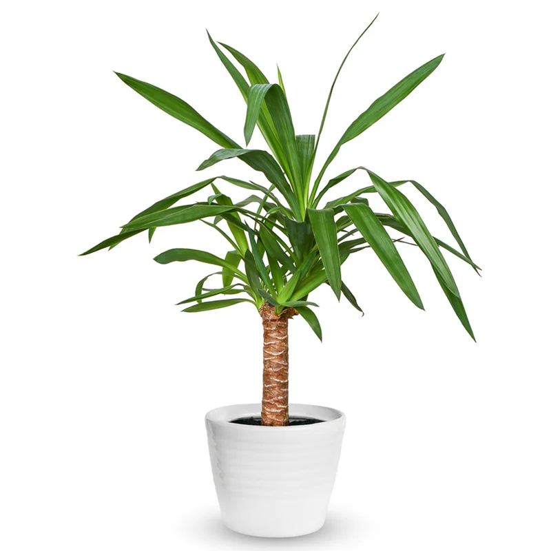 247plants4019676