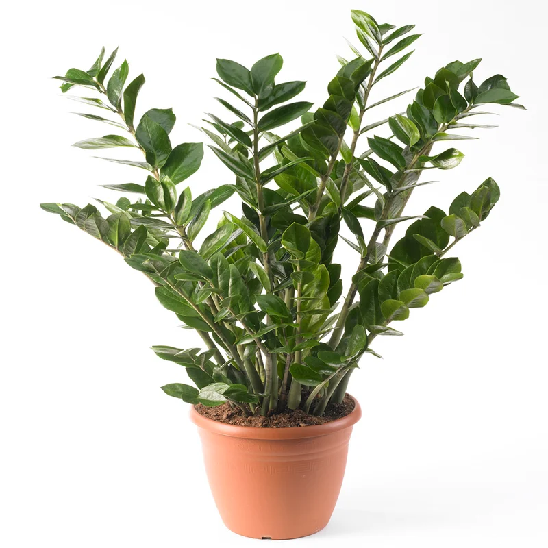 247plants4019781