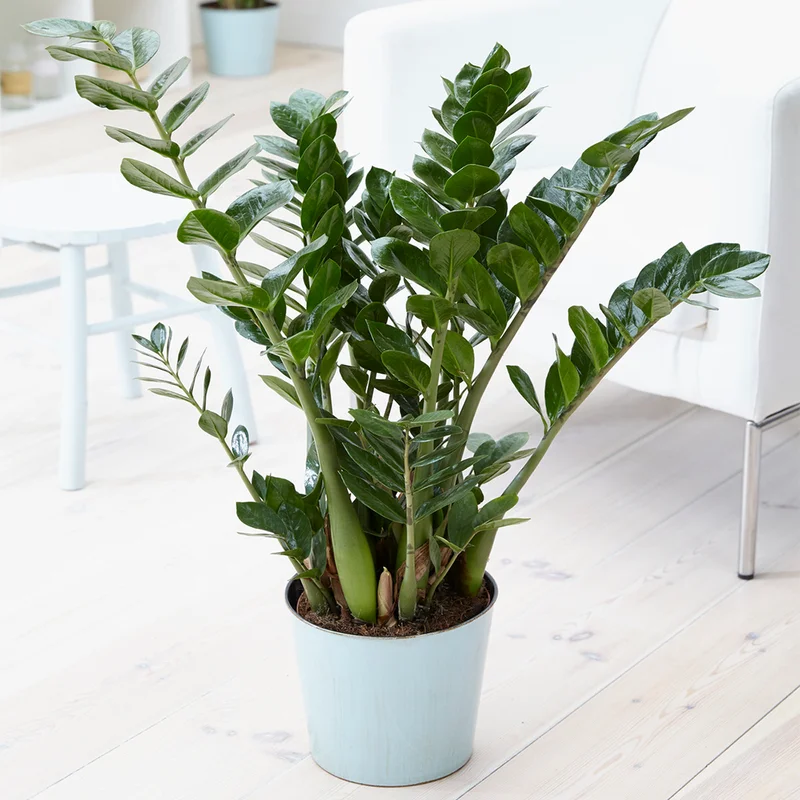 247plants4019896