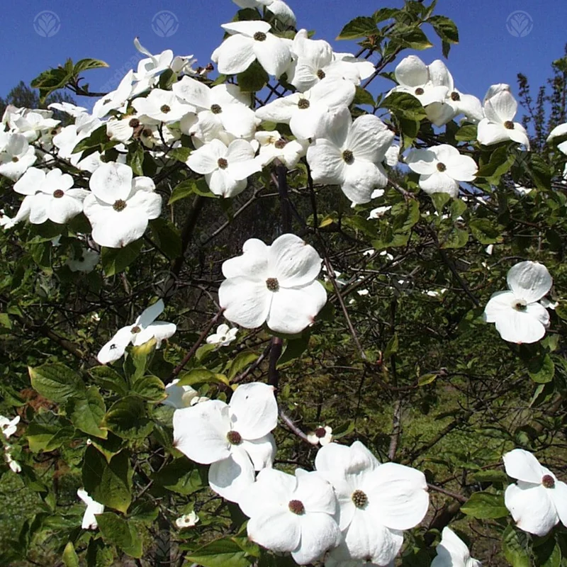 247plants4020849
