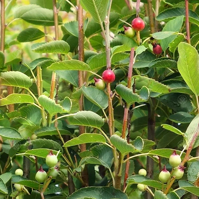 247plants4027301