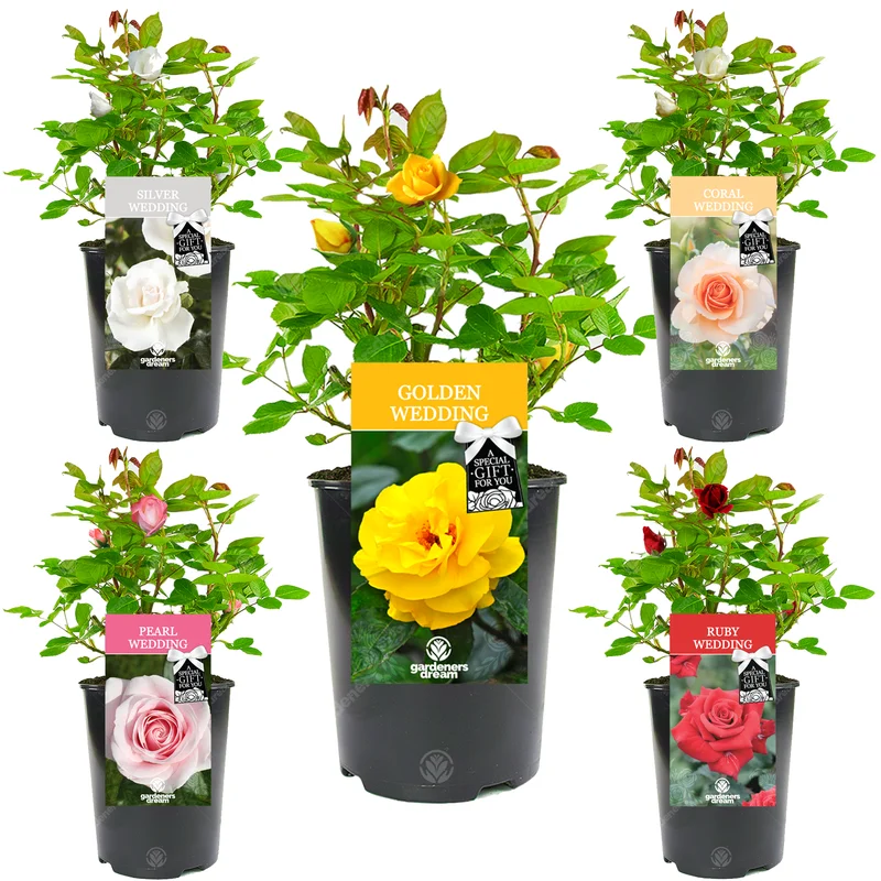 247plants4043494