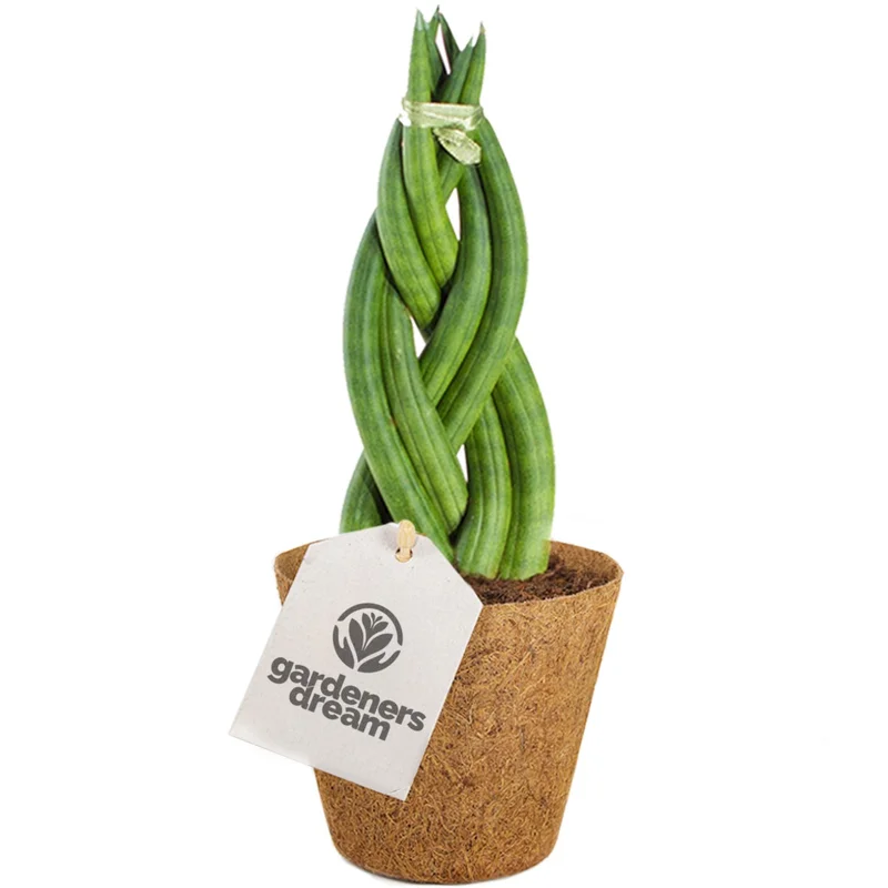 247plants4044547