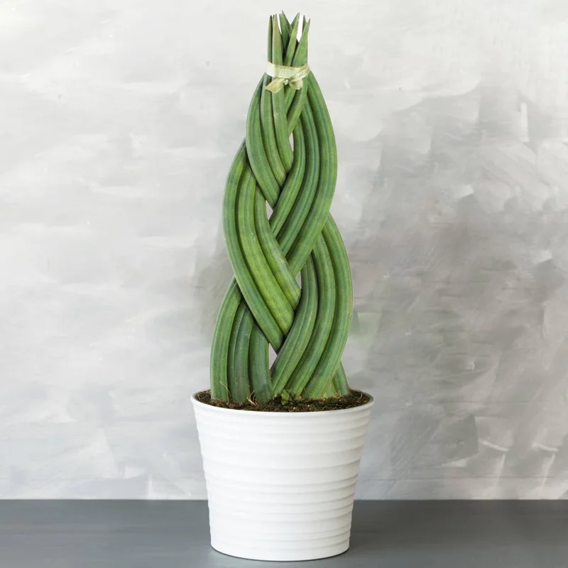 247plants4044585