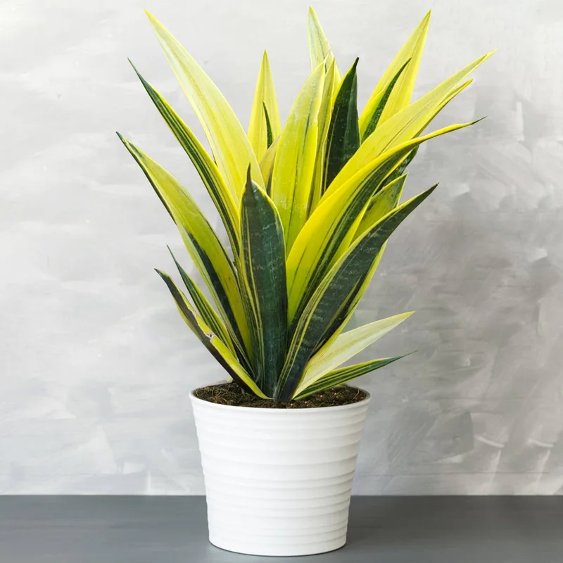 247plants4044620