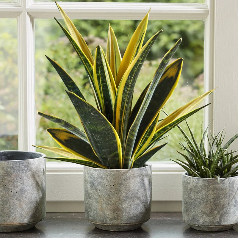 247plants4044677