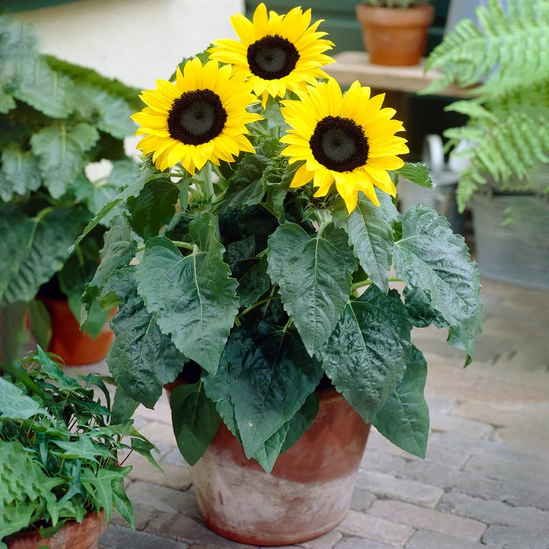 247plants4045214