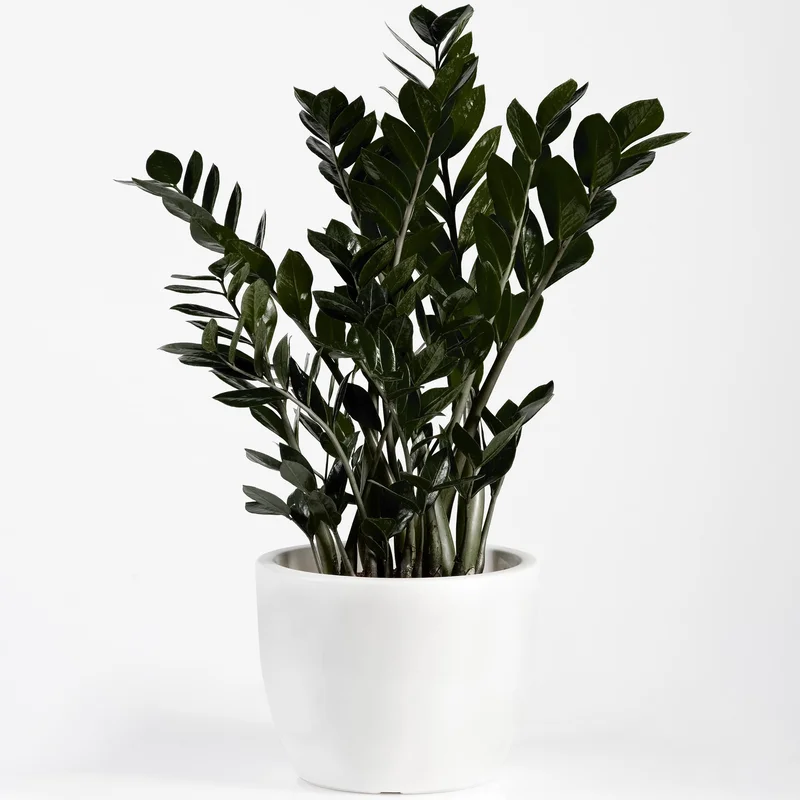 247plants4045462