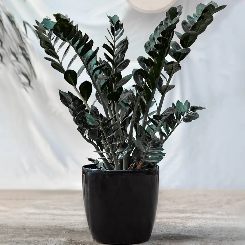 247plants4045512
