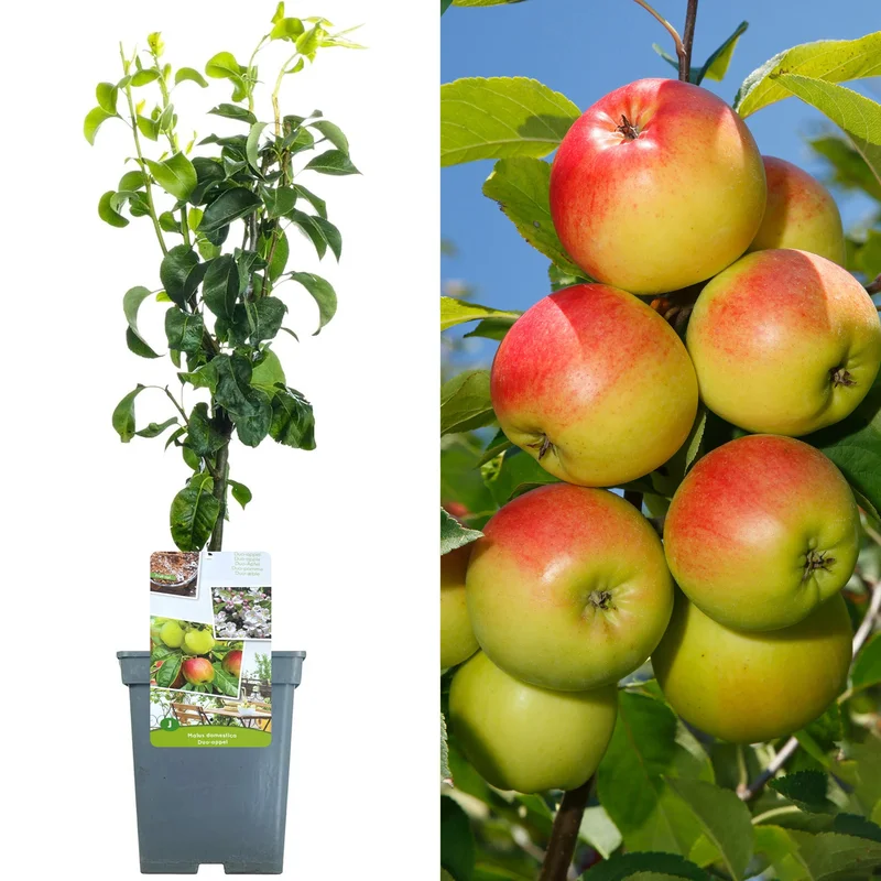 247plants4045561